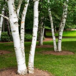 White Birch Tree -Brighterblooms Shop Paper White Birch 5