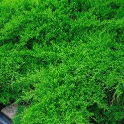 Parson’s Juniper 7 Parson’s Juniper -Brighterblooms Shop Parsons Juniper 1 BB