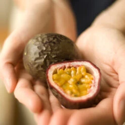 Passion Fruit Vine -Brighterblooms Shop Passion Fruit 1