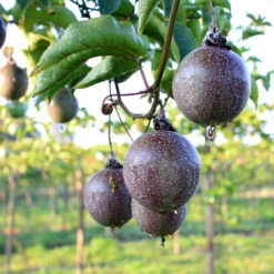 Passion Fruit Vine -Brighterblooms Shop Passion Fruit 6 BB