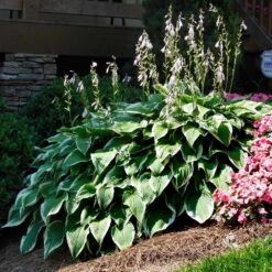 Patriot Hosta -Brighterblooms Shop Patriot Hosta 1 BB