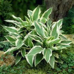 Patriot Hosta -Brighterblooms Shop Patriot Hosta 4