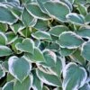 Patriot Hosta 1 Patriot Hosta -Brighterblooms Shop Patriot Hosta BB 600x600 b2ca27f5 7a7d 4555 8554 11f636c32589