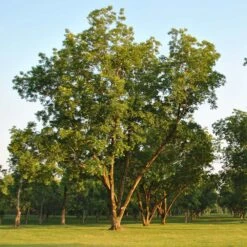 Pawnee Pecan Tree -Brighterblooms Shop Pawnee Pecan 5 BB