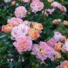 Peach Drift® Rose 2 Peach Drift® Rose -Brighterblooms Shop Peach Drift Rose BB 600x600 a4052b21 6202 4693 9225 32d919c64c6b