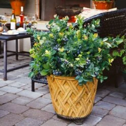 Bushel And Berry® Blueberry Peach Sorbet Plant 13 Bushel And Berry® Blueberry Peach Sorbet Plant -Brighterblooms Shop Peach Sorbet BLueberry 3 BB