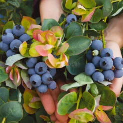 Bushel And Berry® Blueberry Peach Sorbet Plant 10 Bushel And Berry® Blueberry Peach Sorbet Plant -Brighterblooms Shop Peach Sorbet BLueberry 7