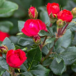 Petite Knock Out® Rose Shrub -Brighterblooms Shop Petite Red Knockout Rose3
