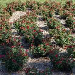 Petite Knock Out® Rose Shrub -Brighterblooms Shop Petite Red Knockout Rose6