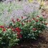 Petite Knock Out® Rose Shrub -Brighterblooms Shop Petite Red Knockout Rose BB 600x600 f00e26a8 def8 40c5 bc95 67ad0ea822be