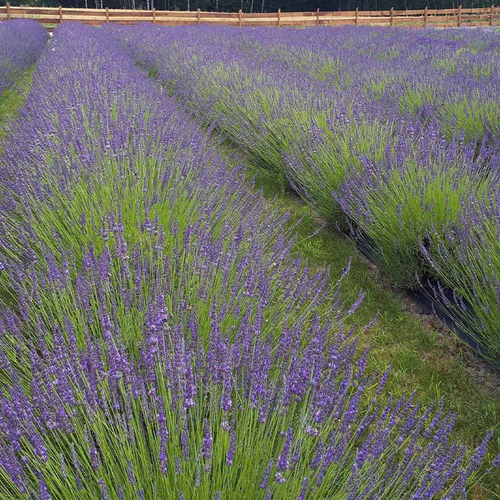 Phenomenal Lavender Plant 4 Phenomenal Lavender Plant - Image 2