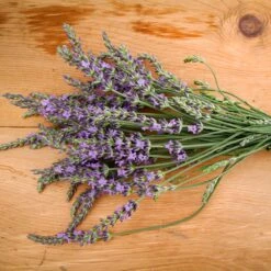 Phenomenal Lavender Plant 9 Phenomenal Lavender Plant -Brighterblooms Shop Phenomenal Lavender 2 BB