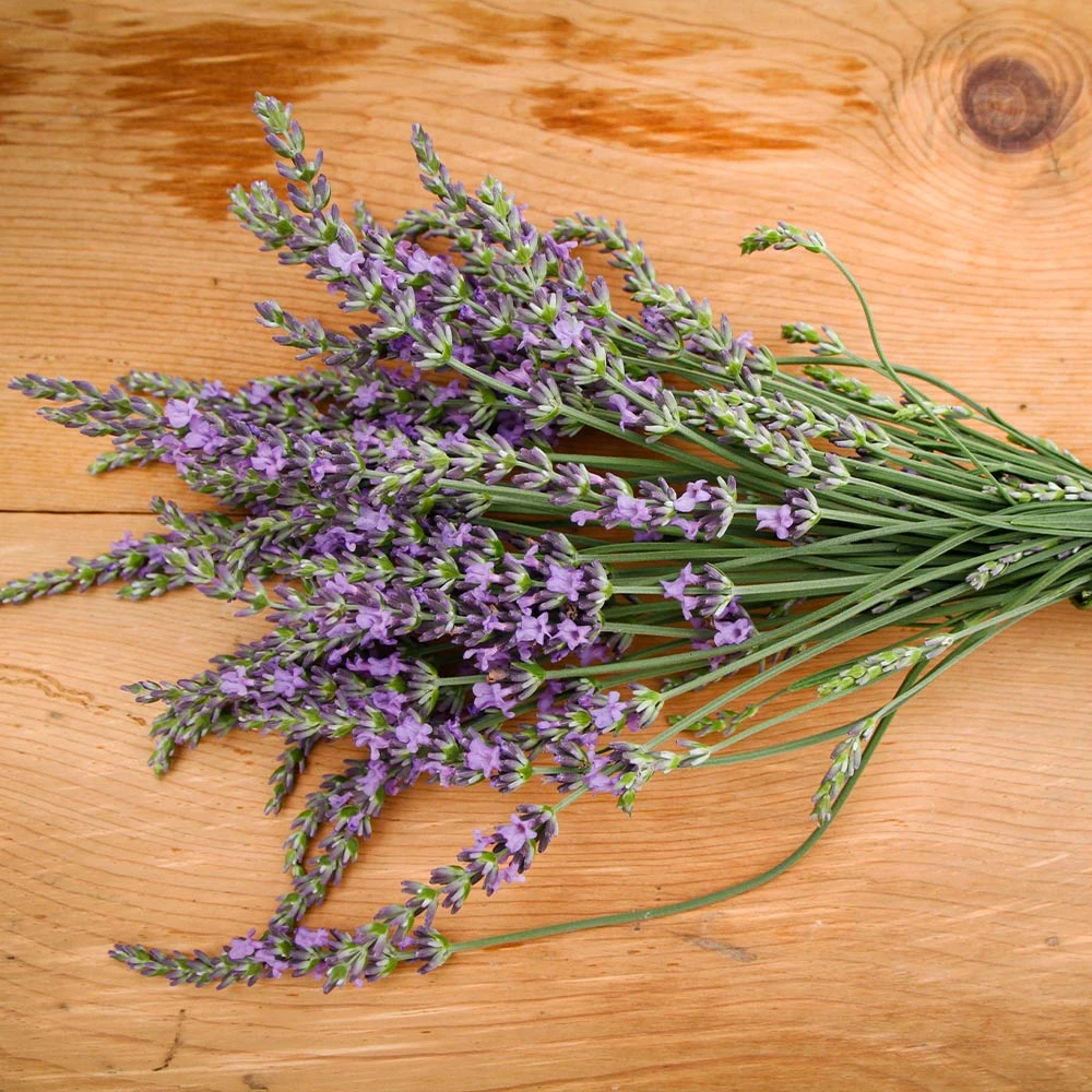 Phenomenal Lavender Plant 5 Phenomenal Lavender Plant - Image 3