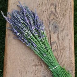 Phenomenal Lavender Plant 11 Phenomenal Lavender Plant -Brighterblooms Shop Phenomenal Lavender 7