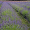 Phenomenal Lavender Plant -Brighterblooms Shop Phenomenal Lavender BB 600x600 b2f6b0e0 b6f3 498f 8ae4 ef49bcaf0078
