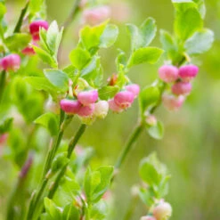 Pink Lemonade Blueberry Plant -Brighterblooms Shop Pin Lemonade Blueberry 3