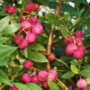 Pink Lemonade Blueberry Plant 1 Pink Lemonade Blueberry Plant -Brighterblooms Shop Pin Lemonade Blueberry BB 600x600 a3eadc65 f738 4c71 af58 1ba4e79cdb6b