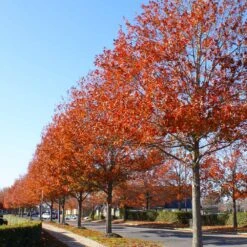 Pin Oak Tree -Brighterblooms Shop Pin Oak 10 BB