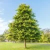 Pin Oak Tree 1 Pin Oak Tree -Brighterblooms Shop Pin Oak BB 600x600 dcae7381 306a 4a31 9264 075d2127bf3a