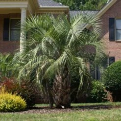 Pindo Palm Tree -Brighterblooms Shop Pindo Palm 6 BB