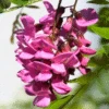 Pink Wisteria Vine -Brighterblooms Shop Pink Wisteria Vine 220
