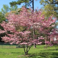 Pink Dogwood Tree -Brighterblooms Shop Pink Dogwood 1 BB