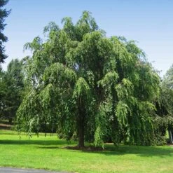 Pink Weeping Cherry Tree -Brighterblooms Shop Pink Double Weeping Cherry 10 BB