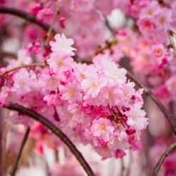 Pink Weeping Cherry Tree -Brighterblooms Shop Pink Double Weeping Cherry 9 BB