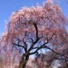 Pink Weeping Cherry Tree -Brighterblooms Shop Pink Double Weeping Cherry BB 600x600 d67830d4 9d1c 4fad 939b bea91818a186