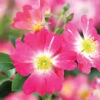 Pink Drift® Rose -Brighterblooms Shop Pink Drift Rose BB 600x600 e1a0dda7 f432 40e9 a166 c6b7a2165513