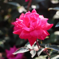 Double Pink Knock Out® Shrub -Brighterblooms Shop Pink Knockout Shrub 2 BB