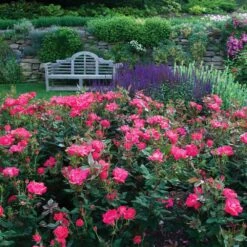 Double Pink Knock Out® Shrub -Brighterblooms Shop Pink Knockout Shrub 6