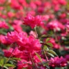 Double Pink Knock Out® Shrub -Brighterblooms Shop Pink Knockout Shrub BB 600x600 8e509dcd da66 4600 9a90 0babea1fe5c0