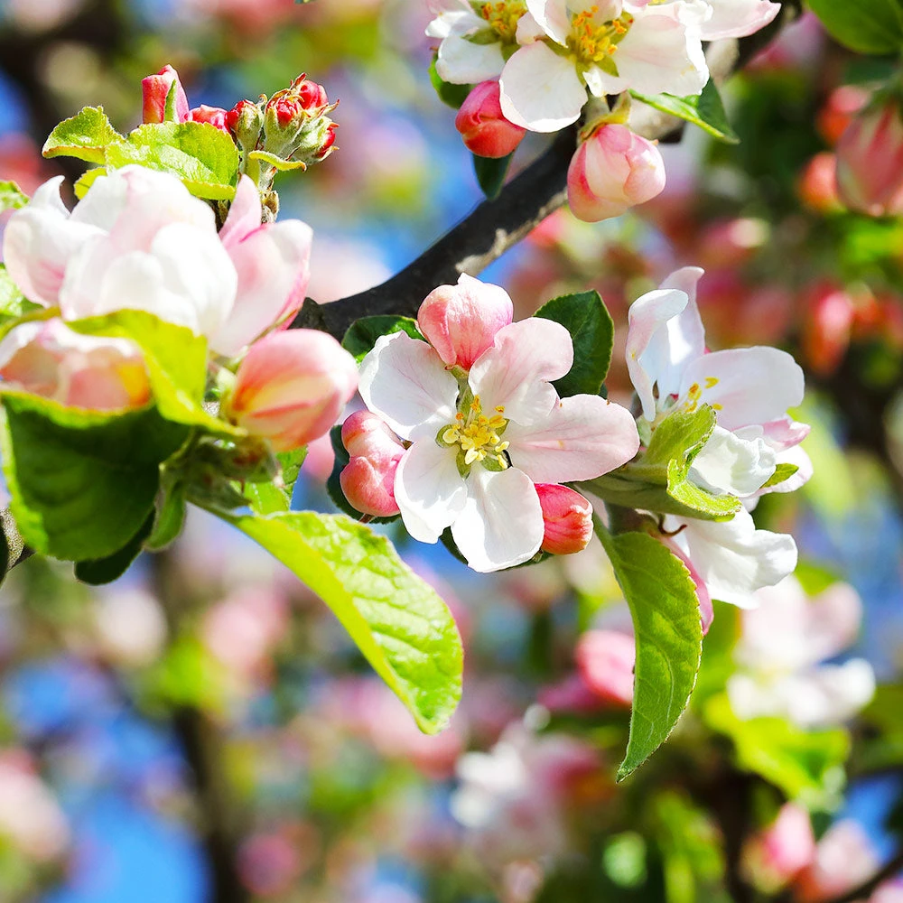 Pink Lady Apple Tree 6 Pink Lady Apple Tree - Image 4