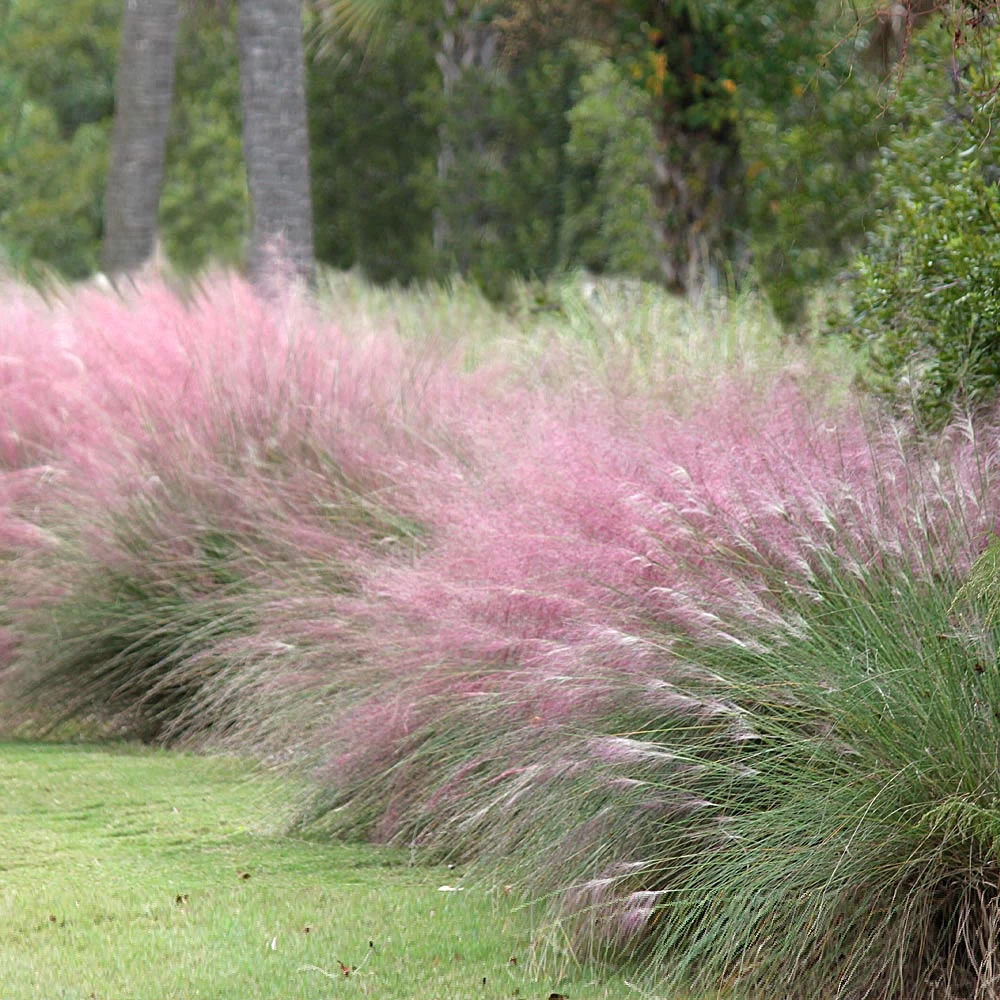 Pink Muhly Grass 4 Pink Muhly Grass - Image 2