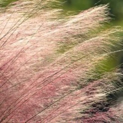 Pink Muhly Grass 9 Pink Muhly Grass -Brighterblooms Shop Pink Muhly Grass 2 BB