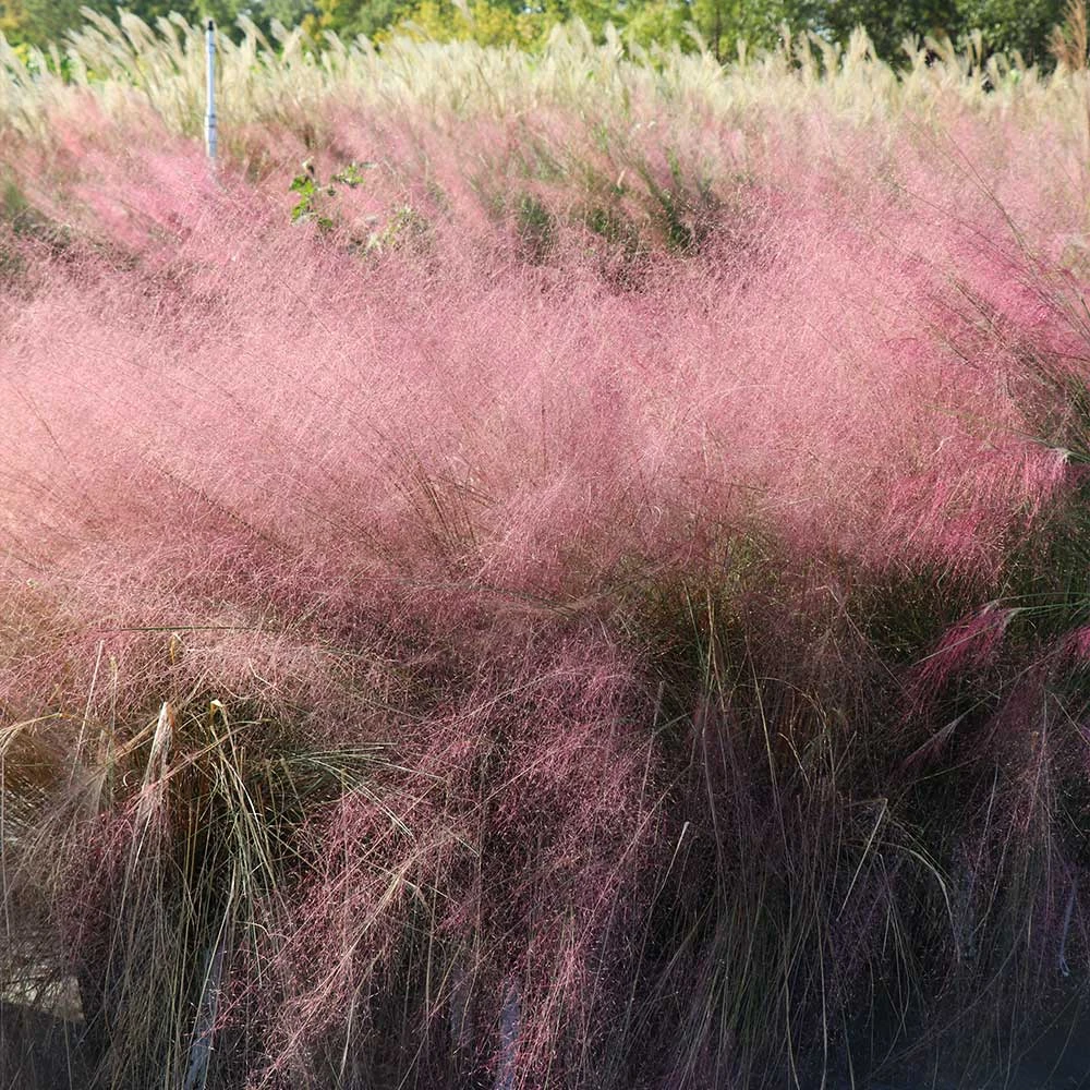 Pink Muhly Grass 7 Pink Muhly Grass - Image 5