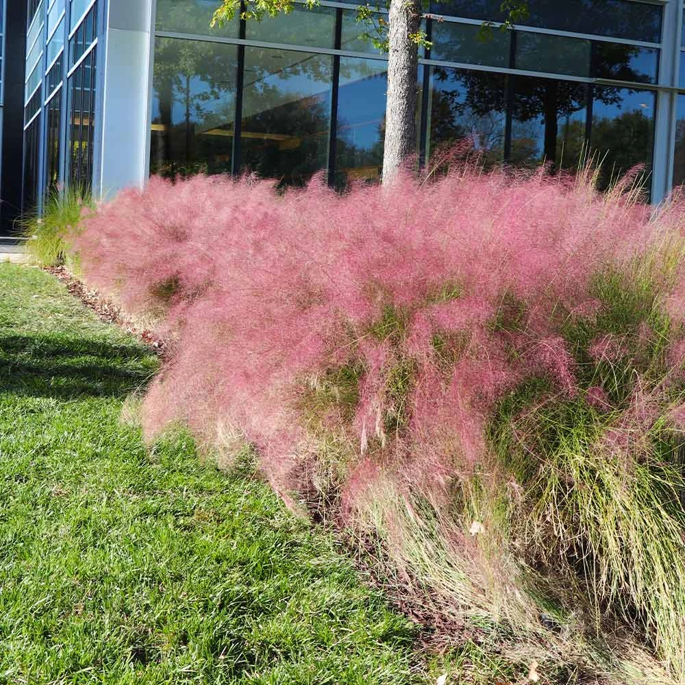 Pink Muhly Grass 6 Pink Muhly Grass - Image 4