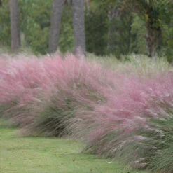 Pink Muhly Grass