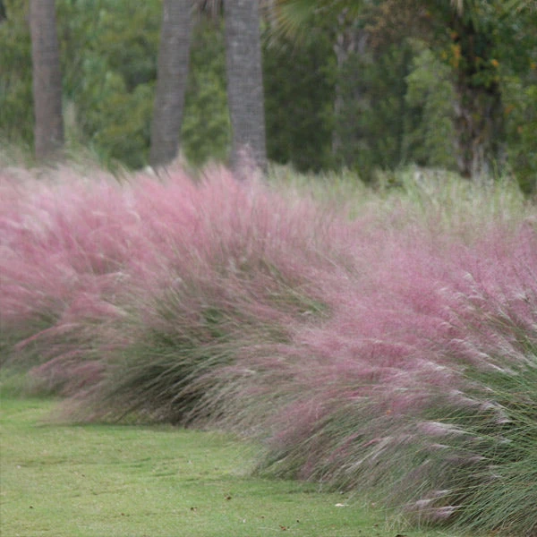 Pink Muhly Grass 3 Pink Muhly Grass