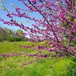 Pink Pom Poms' Redbud Tree -Brighterblooms Shop Pink Pom Pom Redbud 3 BB