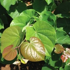 Pink Pom Poms' Redbud Tree -Brighterblooms Shop Pink Pom Pom Redbud 4