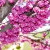 Pink Pom Poms' Redbud Tree -Brighterblooms Shop Pink Pom Pom Redbud BB 600x600 b25ec060 21a5 4b96 8be5 9af1523fd0b4