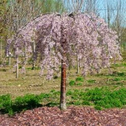Pink Snow Showers™ Weeping Cherry Tree -Brighterblooms Shop Pink Snow Showers Flowering Chery 1