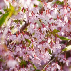 Pink Snow Showers™ Weeping Cherry Tree -Brighterblooms Shop Pink Snow Showers Flowering Chery 3