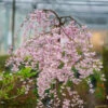 Pink Snow Showers™ Weeping Cherry Tree 2 Pink Snow Showers™ Weeping Cherry Tree -Brighterblooms Shop Pink Snow Showers Flowering Chery BB 600x600 27f0edb2 3b43 4eb7 b47d a68cb872a663