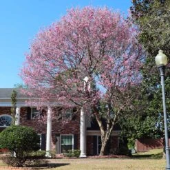 Pink Trumpet Tree 9 Pink Trumpet Tree -Brighterblooms Shop Pink Trumpet Tree 7