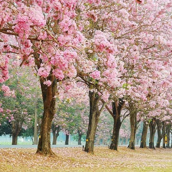 Pink Trumpet Tree 3 Pink Trumpet Tree
