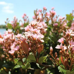 Pinkie Indian Hawthorn Shrub -Brighterblooms Shop Pink indian Hawthorn 2