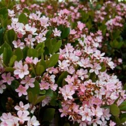 Pinkie Indian Hawthorn Shrub -Brighterblooms Shop Pink indian Hawthorn 4 BB